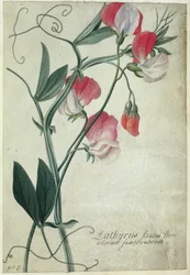 Lathyrus Siculus Flore, vers 1760-70